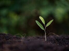 Cómo germinar semillas de marihuana paso a paso germinar semillas de marihuana