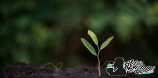 Cómo germinar semillas de marihuana paso a paso germinar semillas de marihuana