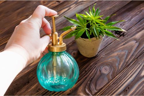 plantas de marihuana