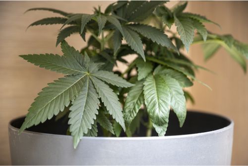 plantas de marihuana