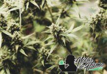 ¿Cuántas plantas de marihuana se pueden tener legalmente en España? plantas de marihuana