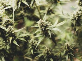 ¿Cuántas plantas de marihuana se pueden tener legalmente en España? plantas de marihuana