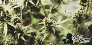 plantas de marihuana