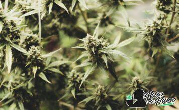 ¿Cuántas plantas de marihuana se pueden tener legalmente en España? plantas de marihuana