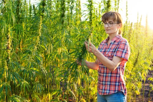 propiedades de las semillas de cáñamo