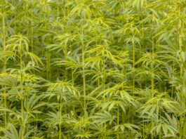 Cáñamo: qué es y cómo se utiliza en la industria qué es el cáñamo