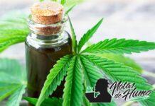 ¿Qué es el HHC? Descubre el nuevo cannabinoide y sus efectos qué es el HHC
