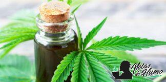 ¿Qué es el HHC? Descubre el nuevo cannabinoide y sus efectos qué es el HHC