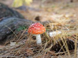 Qué es una espora y cómo actúa en la naturaleza qué es una espora