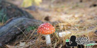 Qué es una espora y cómo actúa en la naturaleza qué es una espora