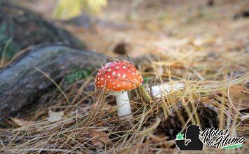 Qué es una espora y cómo actúa en la naturaleza qué es una espora
