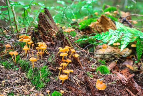 qué es una espora naturaleza