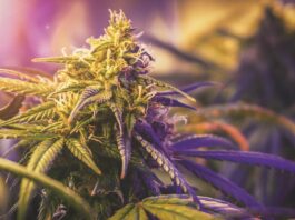¿Qué significa 420? Origen y curiosidades del número icónico qué significa 420