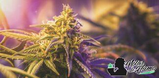 ¿Qué significa 420? Origen y curiosidades del número icónico qué significa 420
