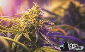 ¿Qué significa 420? Origen y curiosidades del número icónico qué significa 420