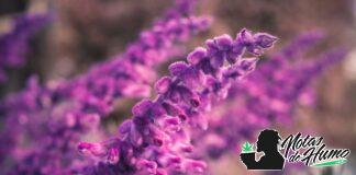 Salvia divinorum: usos, efectos y precauciones salvia divinorum