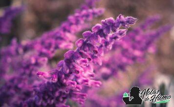 salvia divinorum