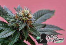 Qué es el tetrahidrocannabinol y cómo funciona tetrahidrocannabinol