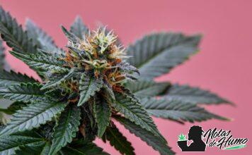Qué es el tetrahidrocannabinol y cómo funciona tetrahidrocannabinol