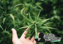 Tierra de diatomeas: usos y beneficios para tus plantas tierra de diatomeas