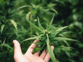 Tierra de diatomeas: usos y beneficios para tus plantas tierra de diatomeas