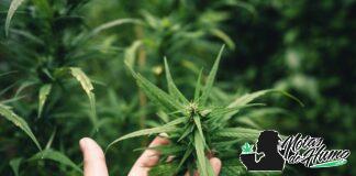 Tierra de diatomeas: usos y beneficios para tus plantas tierra de diatomeas