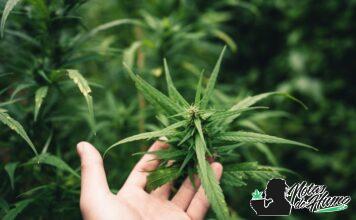 Tierra de diatomeas: usos y beneficios para tus plantas tierra de diatomeas