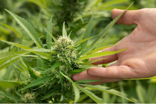 Apple Fritter strain