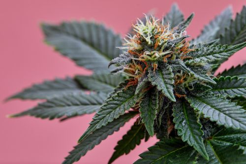 Blueberry muffin strain