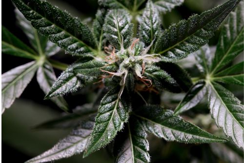 Cap Junky strain