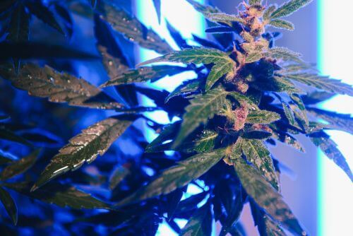 Gelato 41 strain