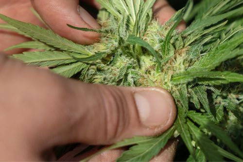 Girl Scout Cookies strain