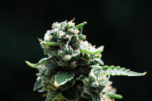 MAC 1 strain