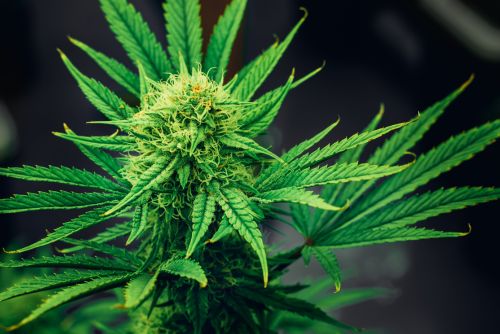 ejemplar de Permanent Marker strain
