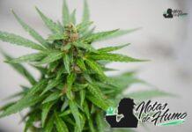 Zoap strain marihuana: Opiniones y Efectos Zoap strain