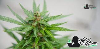 Zoap strain marihuana: Opiniones y Efectos Zoap strain