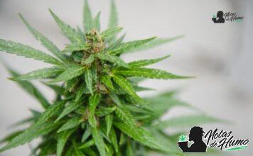 Zoap strain marihuana: Opiniones y Efectos Zoap strain