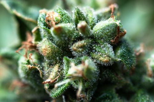 Sunset Sherbert strain