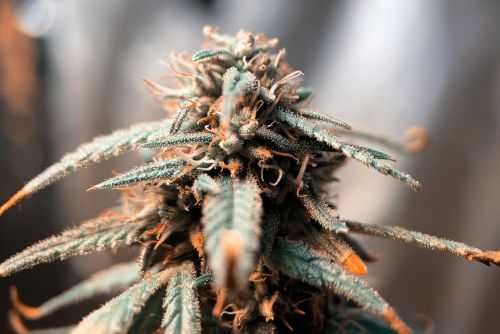 Wedding Cake Strain