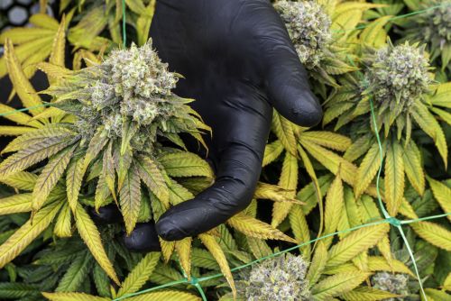 White Truffle strain