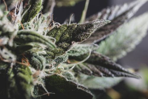 Ejemplar Zkittlez strain