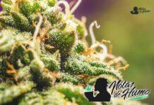 Animal Cookies strain marihuana: Opiniones y Efectos animal cookies strain