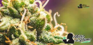 Animal Cookies strain marihuana: Opiniones y Efectos animal cookies strain