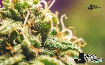 Animal Cookies strain marihuana: Opiniones y Efectos animal cookies strain