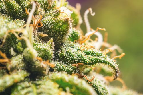 animal cookies strain