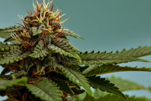 apples and bananas strain