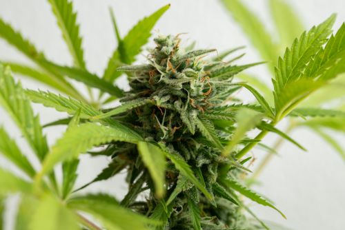 birthday cake strain