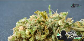 Cap Junky strain marihuana: Opiniones y Efectos cap junky strain
