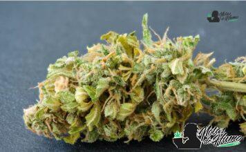 Cap Junky strain marihuana: Opiniones y Efectos cap junky strain
