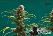 cherry pie cogollo